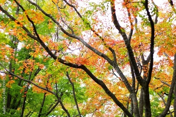 Obraz 단풍, maple leaf, tinged autumnal leaf