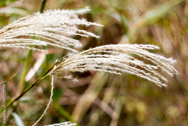 Obraz 억새, silver grass