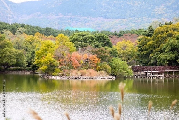 Obraz 단풍, maple leaf, tinged autumnal leaf