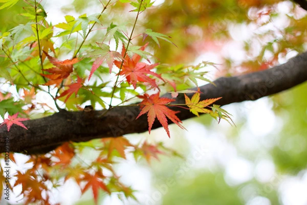 Obraz 단풍, maple leaf, tinged autumnal leaf