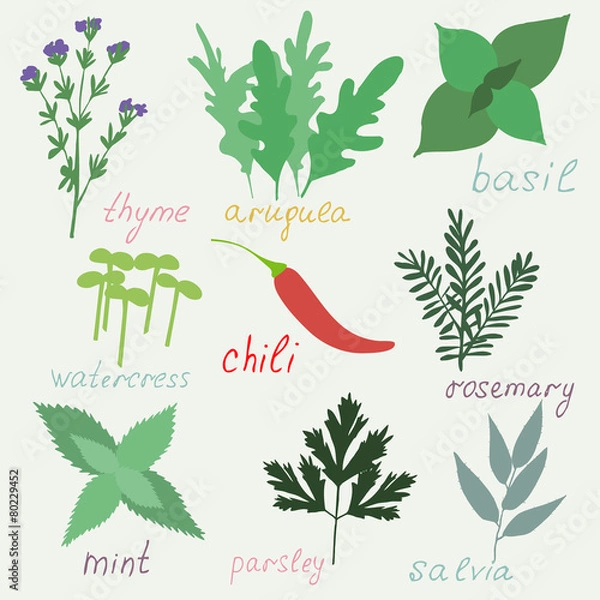 Obraz Set of hend drawn herbs spices isolated.