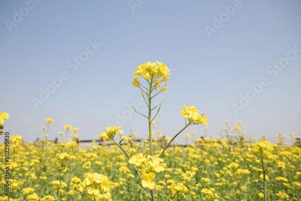 Obraz 유채꽃, canola flower