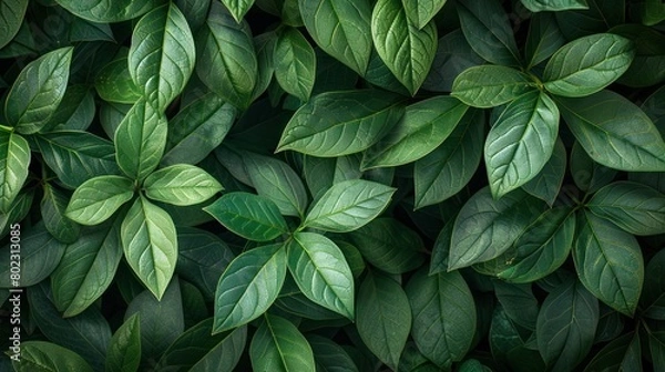Obraz Close Up of a Green Leafy Plant