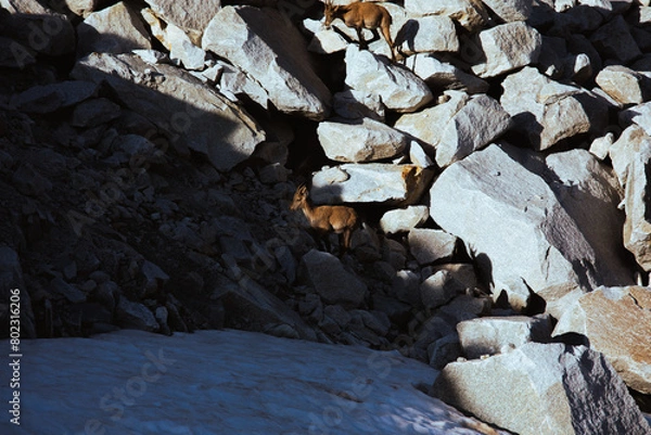 Obraz Goat on the rock