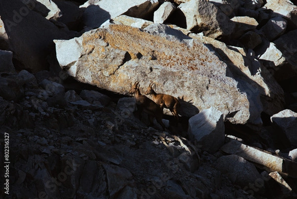 Obraz Goat on the rock