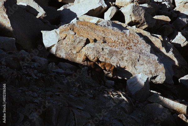 Obraz Goat on the rock