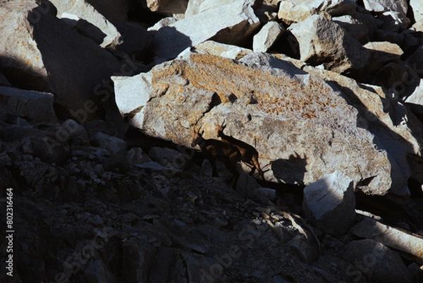 Obraz Goat on the rock