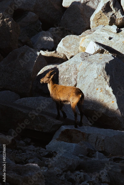 Obraz goat on the rock