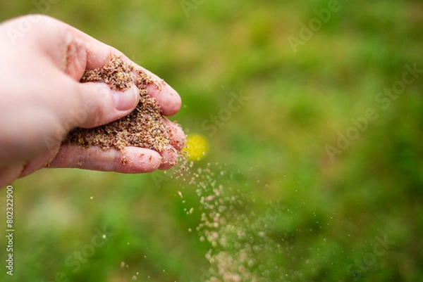 Obraz Isolated hand sprinkling flaxseed against a blurred grass garden background 