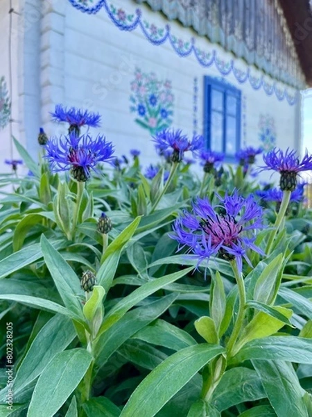 Obraz flowers in the garden