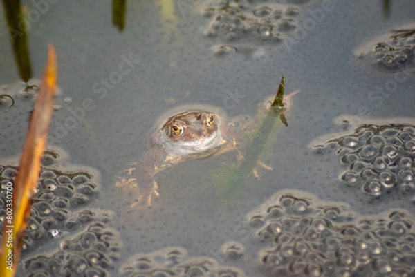 Obraz Ein Frosch im Wasser