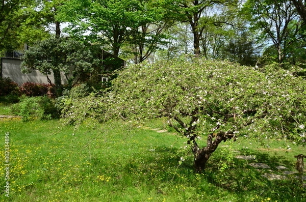 Fototapeta apple tree in the vineyard