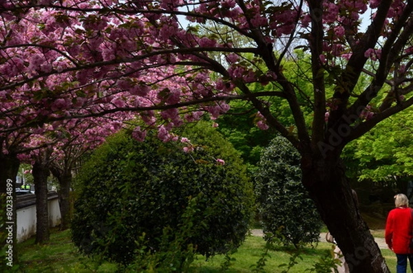 Fototapeta tree in spring
