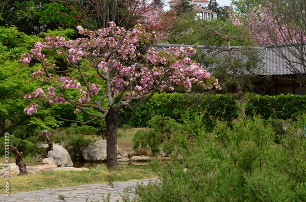 Fototapeta blooming tree in spring