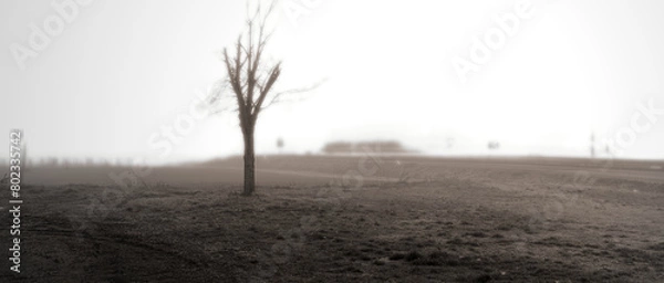 Obraz sad and lonely tree in an apocalyptic context