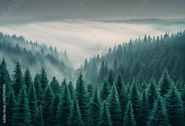 Obraz The dramatic wall fir-tree forest against the gray sky in the fog for creative background. 2D illustration