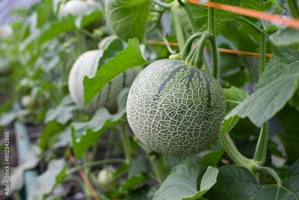 Fototapeta Row of patterned melons with intricate patterns hanging from vines in a greenhouse, melon growing