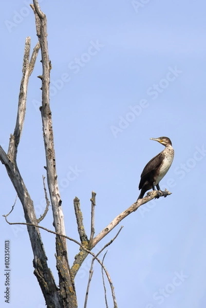 Fototapeta appollaiato