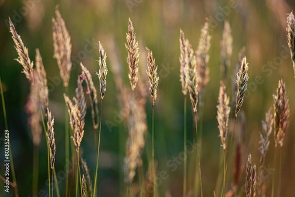 Obraz Backlit grass at dusk