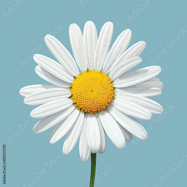 Obraz Daisy flower 