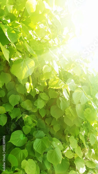Obraz summer background with green tree