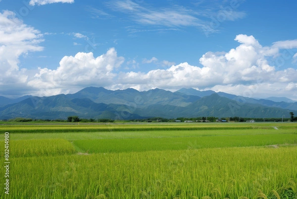 Fototapeta A field of green rice with a blue sky in the background