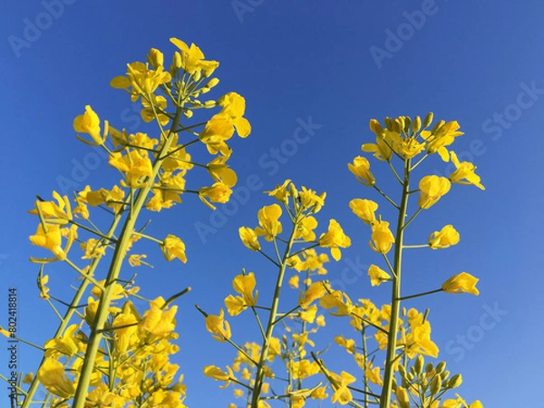 Obraz Yellow rapeseed flowers on a blue sky background