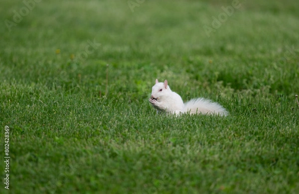 Fototapeta  Albino eastern gray squirrel