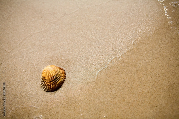 Fototapeta shell on beach