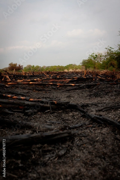 Obraz tree on the beach