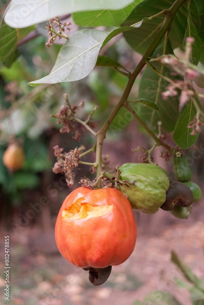 Fototapeta apples on tree