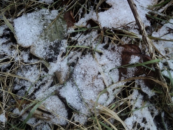 Obraz plants covered with snow