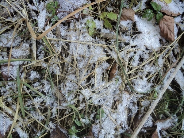 Obraz snow on the grass