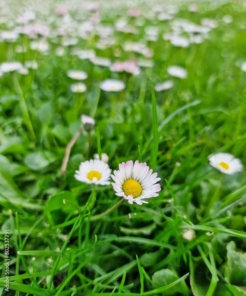 Obraz Desenfoque floral en un campo en el norte de España