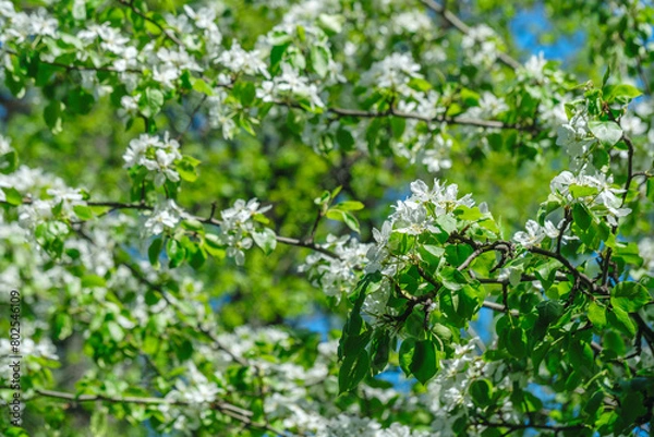 Obraz A tree with many white flowers is in full bloom. The sky is blue and clear, and the sun is shining brightly. springtime background