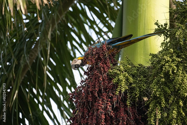 Obraz Wild macaw snacking on palm tree nuts
