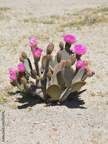 Obraz Beavertail cactus, Opuntia basilaris, also called beavertail pricklypear. Found in the Mojave, Sonoran, Colorado desert in Joshua Tree National Park. Seen in Spring with pink blooms and buds.