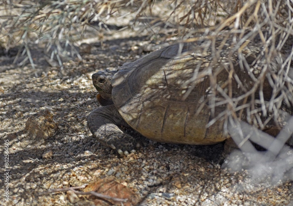 Obraz Mojave Desert Tortoise, Gopherus agassizii. Left side view showing head and feet. Under Smoketree (Psorothamnus spinosus). Seen in Joshua Tree National Park. The official state reptile in California.