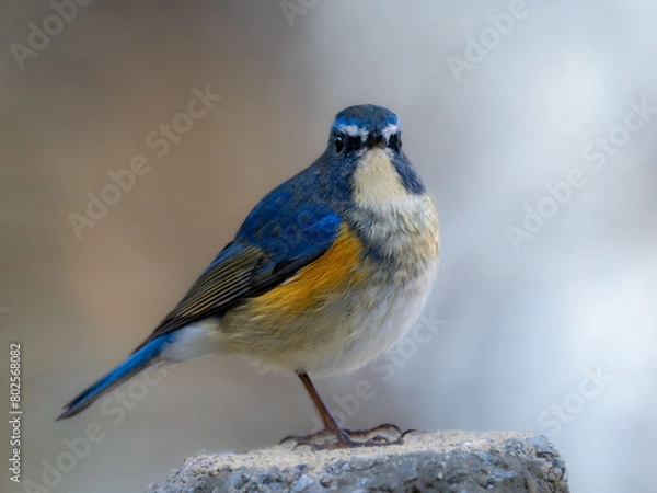 Obraz 杭の上に留まっているルリビタキの雄