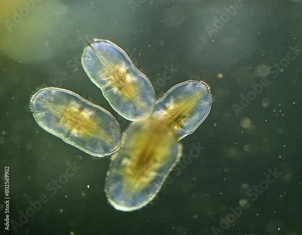 Obraz Bacteria under a microscope. 3d rendered illustration of a bacteria. Deinococcus-Thermus Bacteria. Microbiology. Science. Bacteria. Classification and Identification