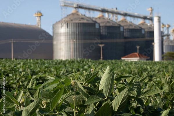 Obraz Soja de Taquarussu