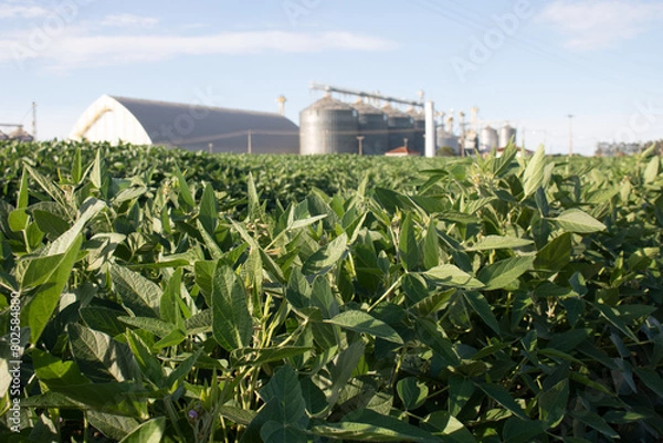 Obraz Soja de Taquarussu