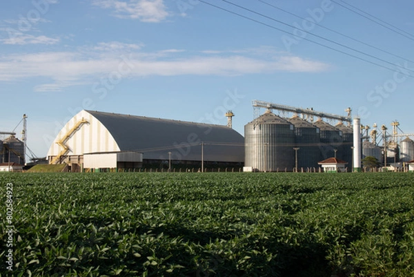 Obraz Soja de Taquarussu