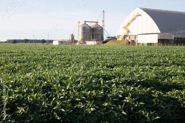 Obraz Soja de Taquarussu