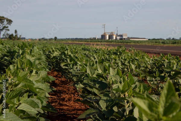 Obraz Soja de Taquarussu