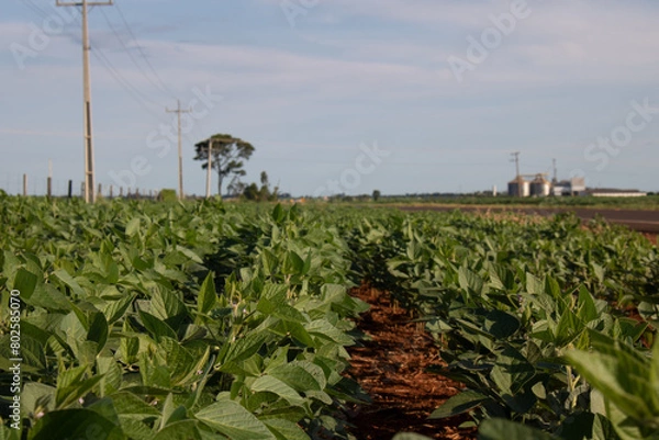 Obraz Soja de Taquarussu