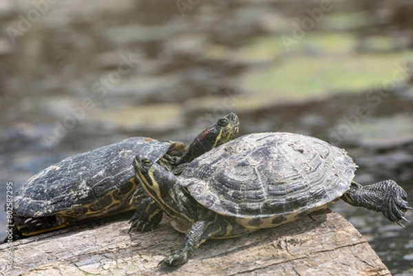 Fototapeta Two Turtles Sitting on Log in Pond on a Spring Afternoon.  