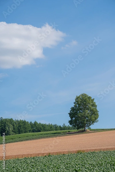 Obraz 夏の丘の畑に立つシラカバの木

