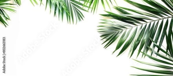Fototapeta Summer vacation, paradise, travel. Sandy beach, tropical shore, ocean coast. Palm leaves against a white backdrop. Simple summer theme. Artistic design for a banner or poster with empty space for text
