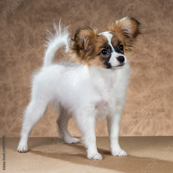 Fototapeta Papillon puppy standing on a brown background